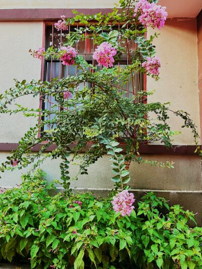 风景|王后雄精品补习学校景色一览